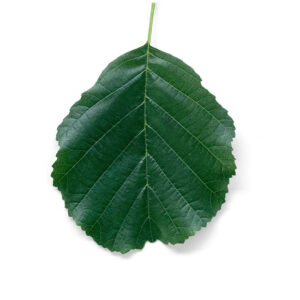 Blatt einer Schwarzerle