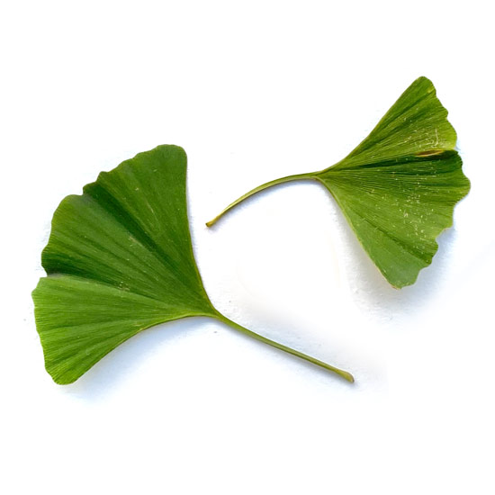 Blätter des Ginkgo