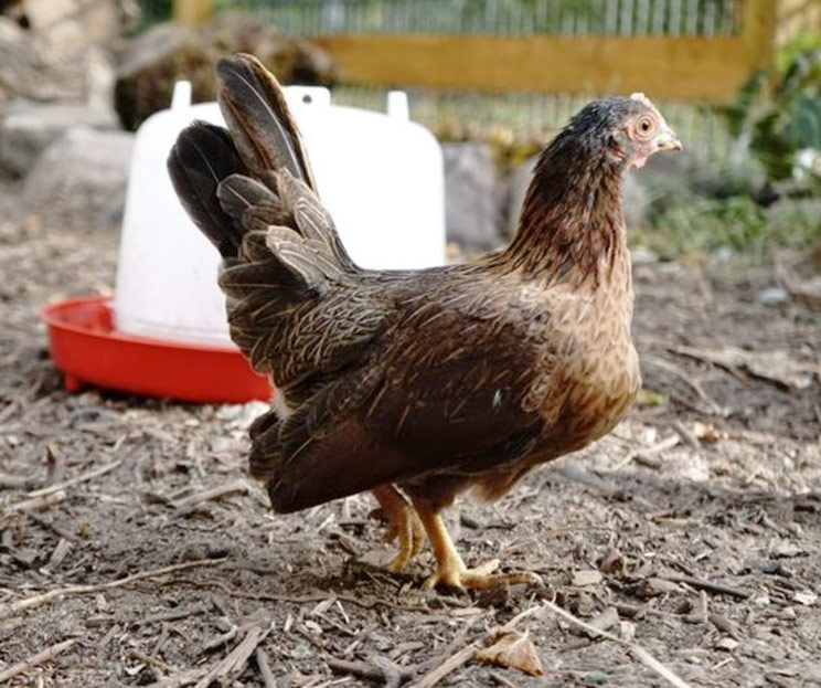 Hühnerstall im Mitmachgarten