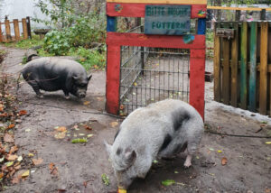 Maxi und Schweini in der Spirale