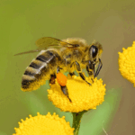 image-bienentag