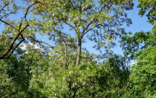 Robinie im Sommer