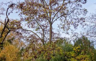 Robinie im Herbst