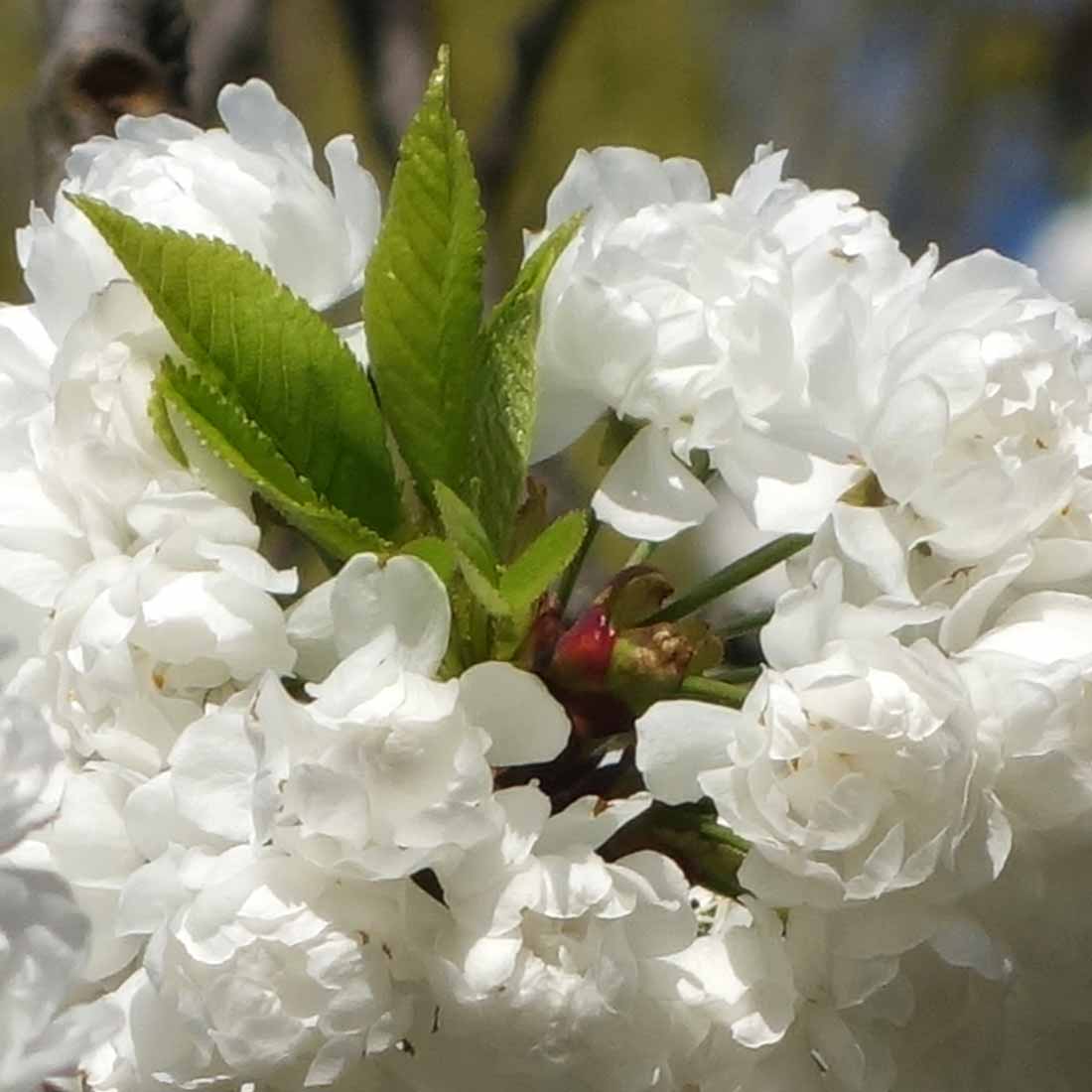 Mahagoni-Kirsche in Blüte