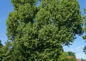 Ahornblaettrige Platane im Sommer