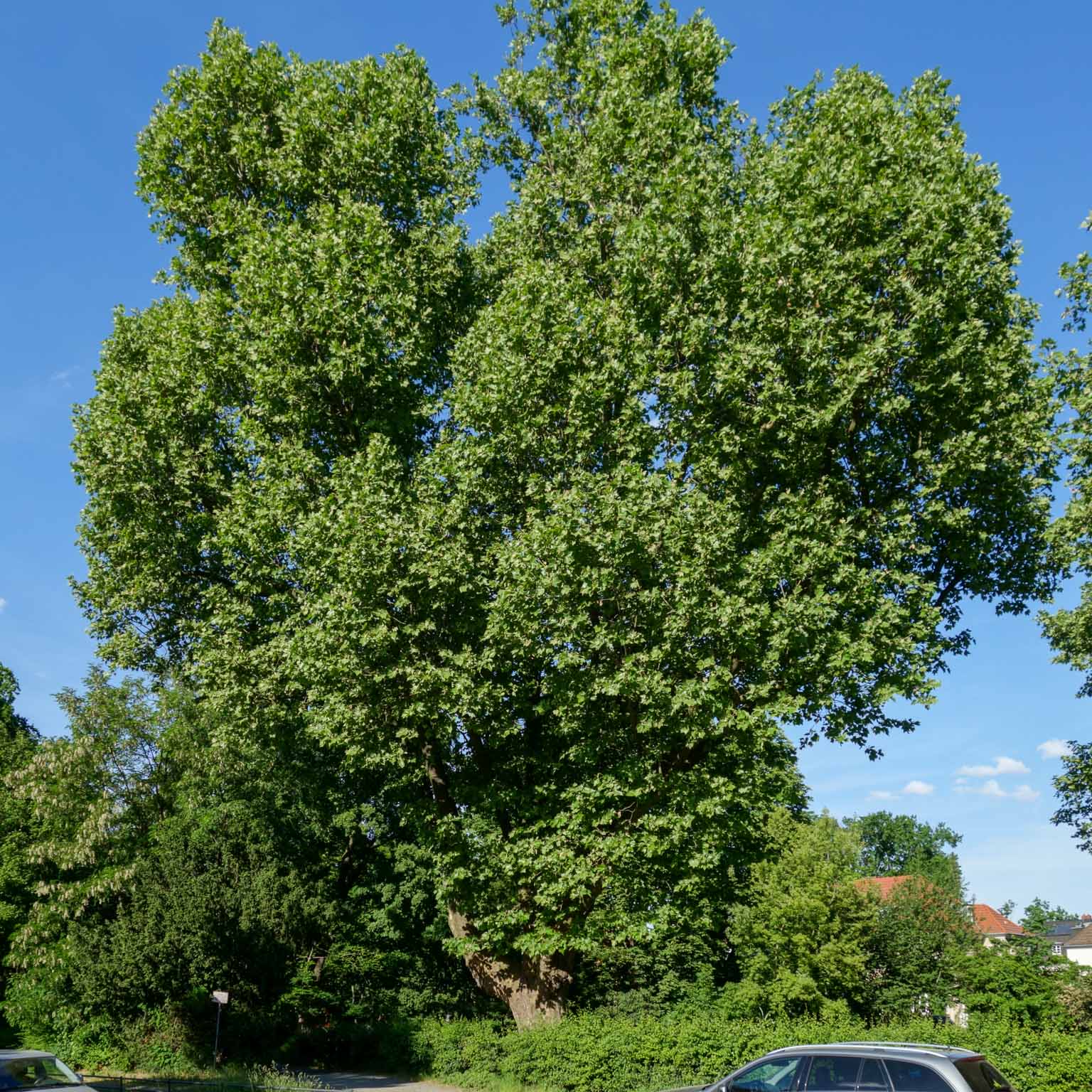 Ahornblaettrige Platane im Sommer