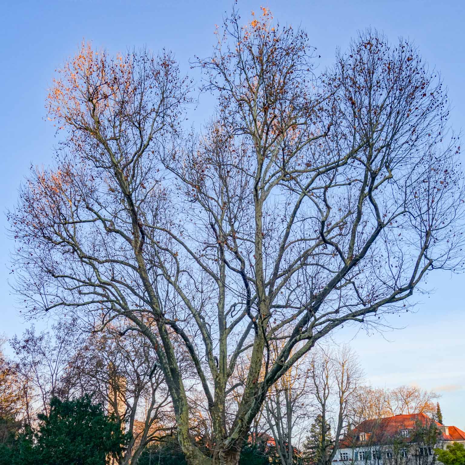 Ahornblaettrige Platane im Winter