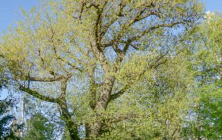 Amerikanische Rot-Eiche im Frühling