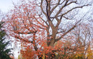 Amerikanische Rot-Eiche im Herbst