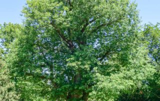 Amerikanische Rot-Eiche im Sommer
