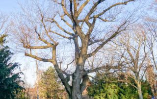 Amerikanische Rot-Eiche im Winter