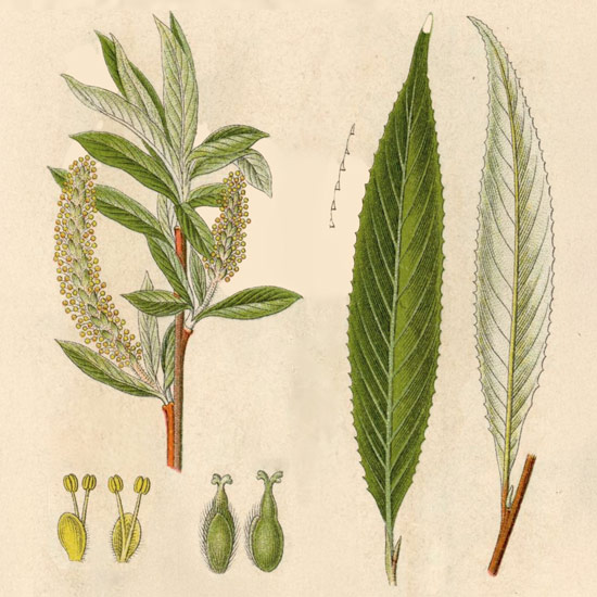 Botanische Detail-Zeichnugen zur Silber-Weide