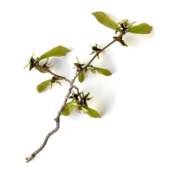 Eisenholzbaum-Ast im Frühling mit Blatttrieb und Blütenknospen