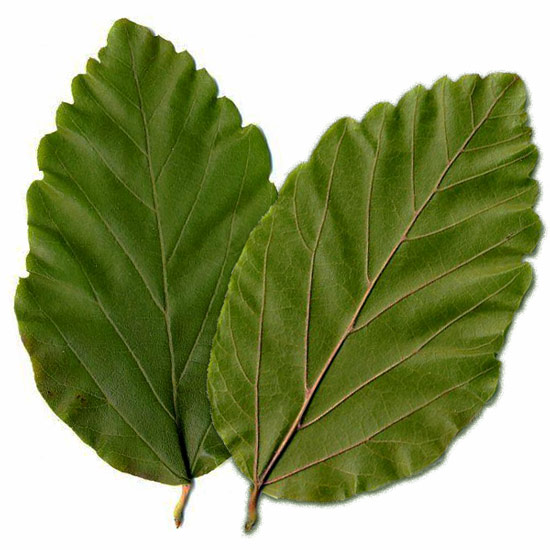 Eisenholzbaum Blätter, Vorder- und Rückseite