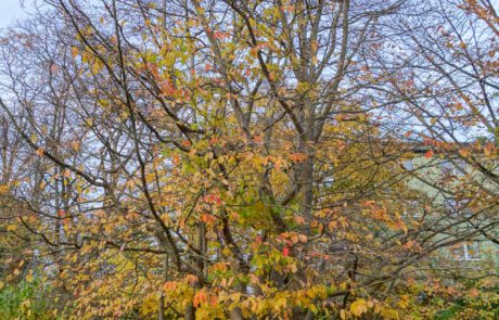 Eisenholzbaum im Herbst
