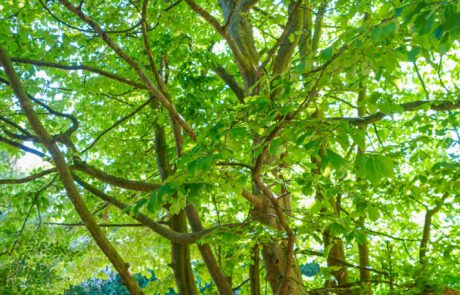 Eisenholzbaum im Sommer