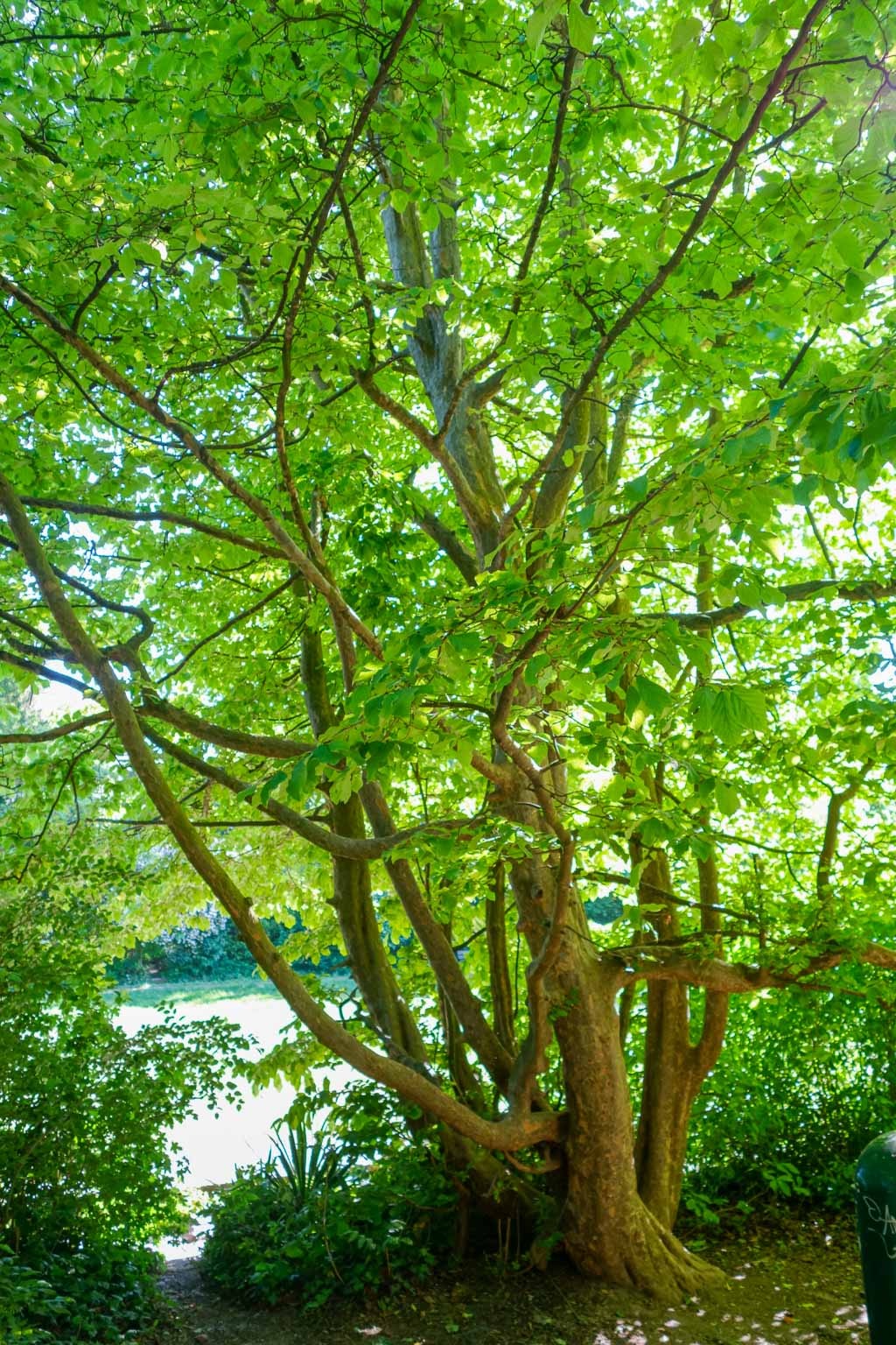 Eisenholzbaum im Sommer