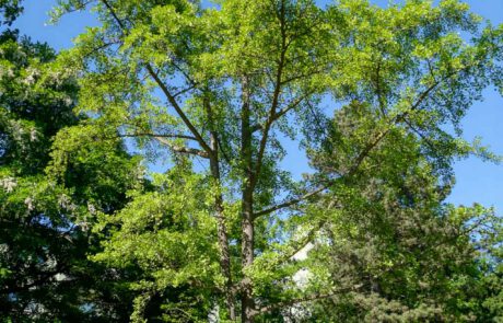 Ginkgo-biloba im Frühsommer