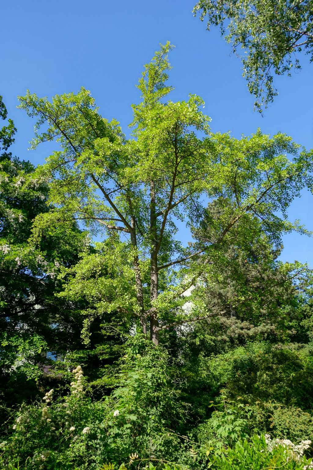Ginkgo-biloba im Frühsommer