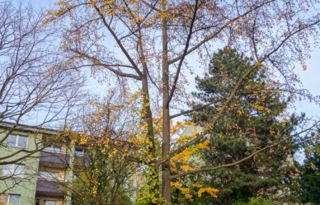 Ginkgo-biloba im Herbst