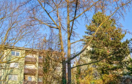 Ginkgo-biloba im Winter