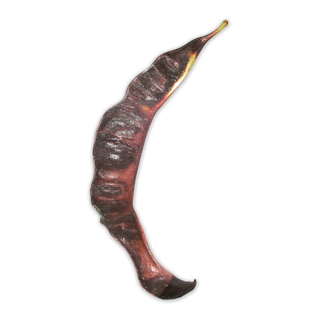 Frucht-Hülse der Gleditschie