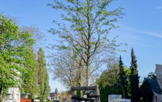 Gleditschie-Inermis im Frühling