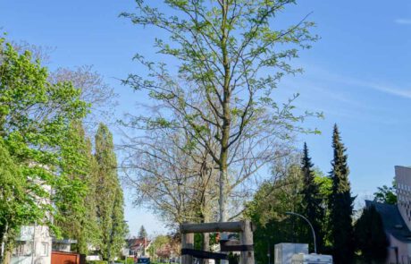 Gleditschie-Inermis im Frühling