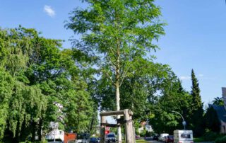 Gleditschie-Inermis im Sommer