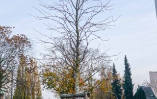 Gleditschie-Inermis im Winter