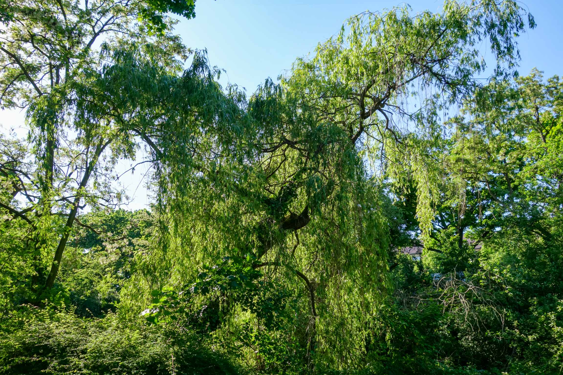 Silber-Weide im Sommer