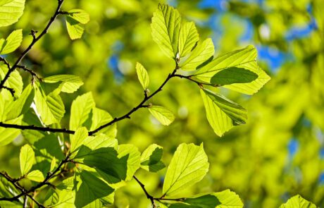 Eisenholzbaum, Blätter im Gegenlicht