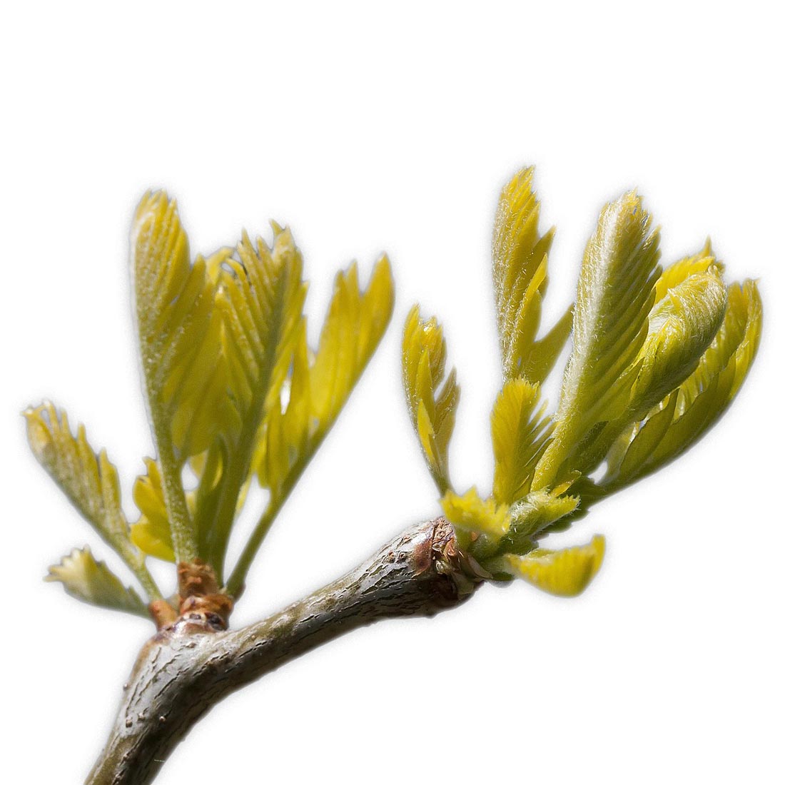 Knospe der Gleditschie