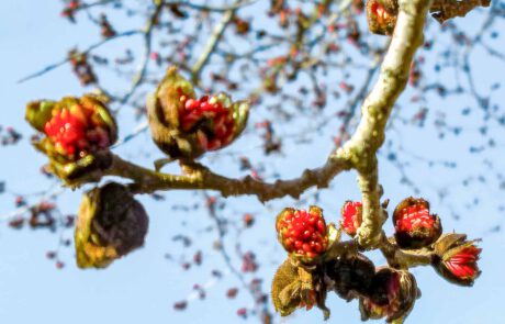 Blüten am Eisenholzbaum