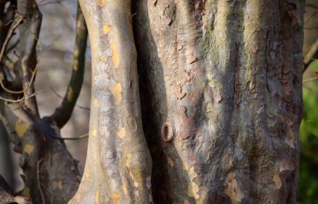 Eisenholzbaum, Stamm und Rinde