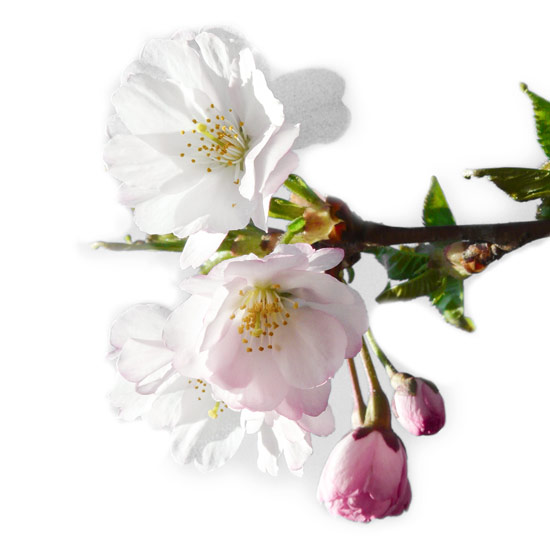 Japanische Zierkirschenblüte und Knospe