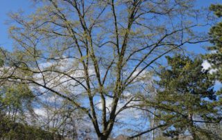 Hainbuche im Frühjahr