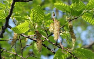 Blick in das frische Blätterdach der Hainbuche