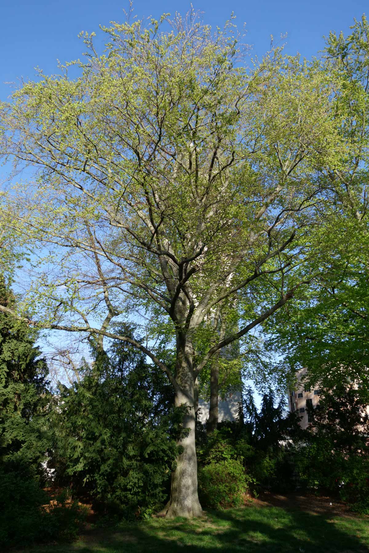 Blut-Buche im Frühling