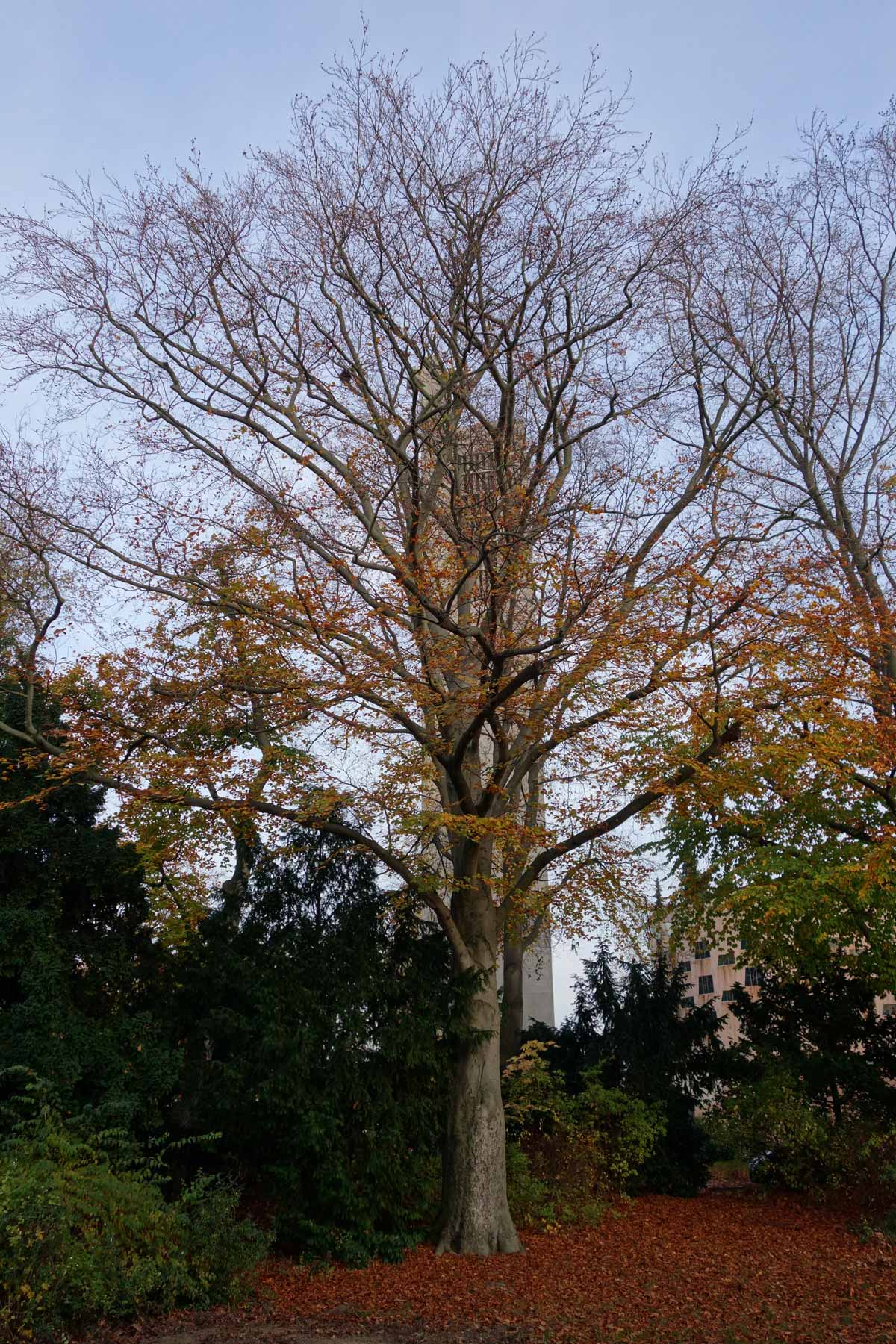 Blut-Buche im Herbst