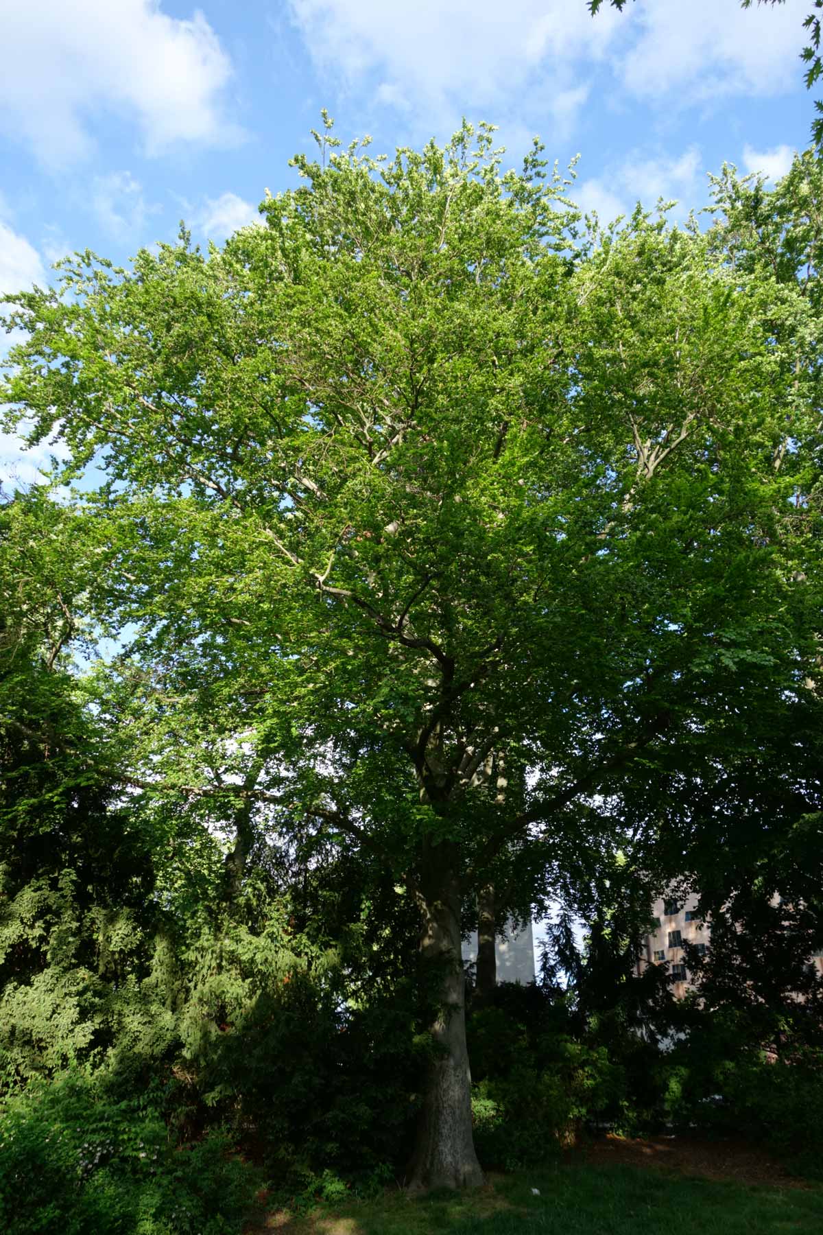 Blut-Buche im Sommer