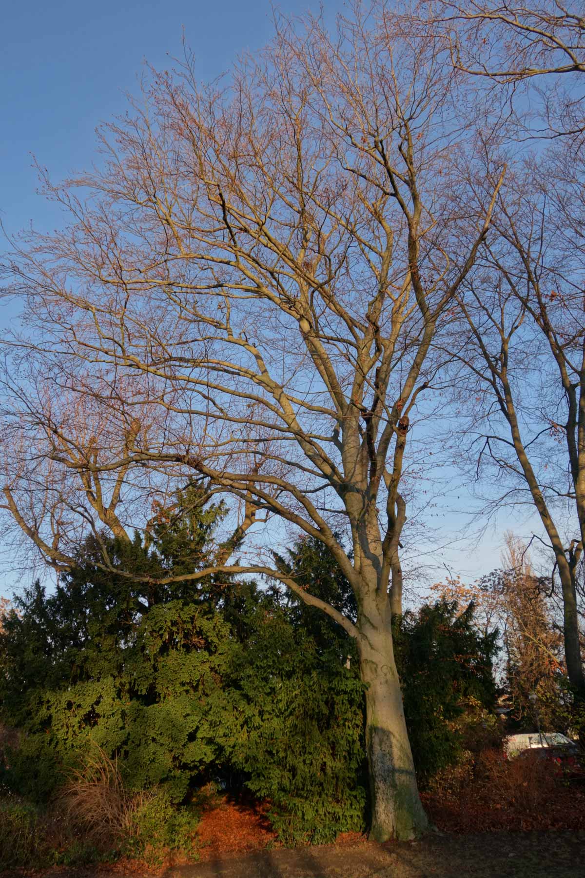 Blut-Buche im Winter