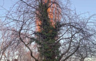 Mahagoni-Kirsche im Winter