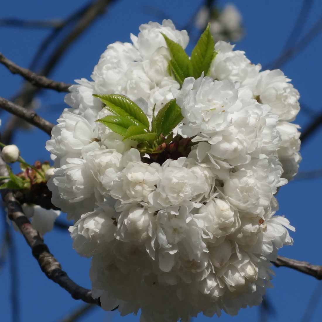 Mahagoni-Kirsche in Blüte