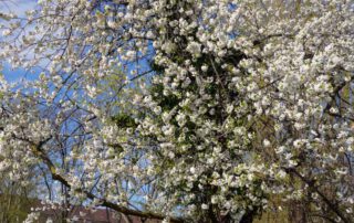 Mahagoni-Kirsche in Blüte