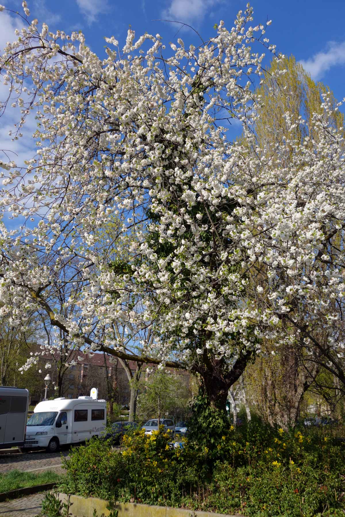 Mahagoni-Kirsche in Blüte