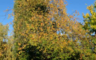 Mahagoni-Kirsche im Herbst