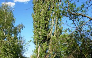 Italienische Säulen-Pappel – Frühling