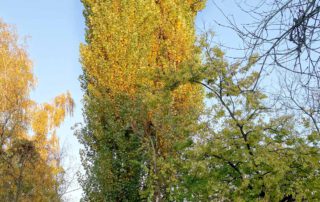 Italienische Säulen-Pappel – Herbst