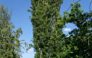 Italienische Säulen-Pappel – Sommer